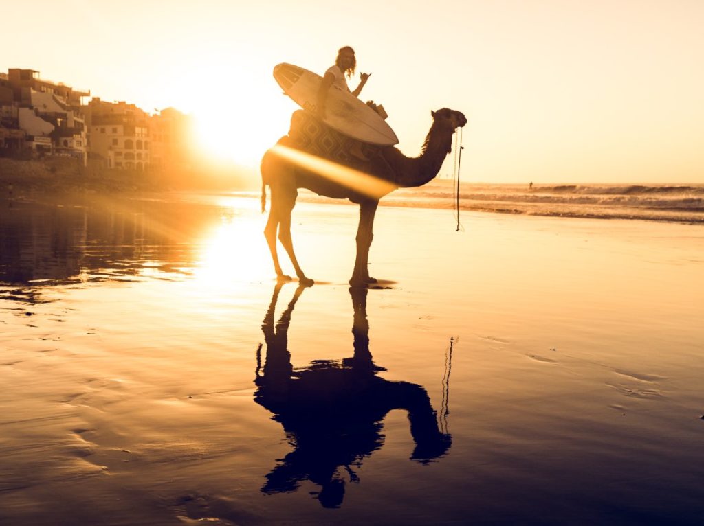 An image of a camel